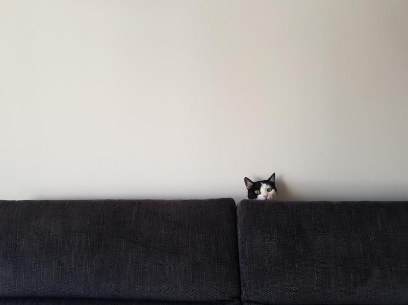 Les couchages pour animaux d'Entzheim, confortables et lavables