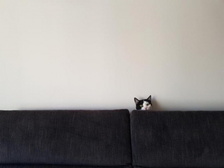 Les couchages pour animaux d'Entzheim, confortables et lavables